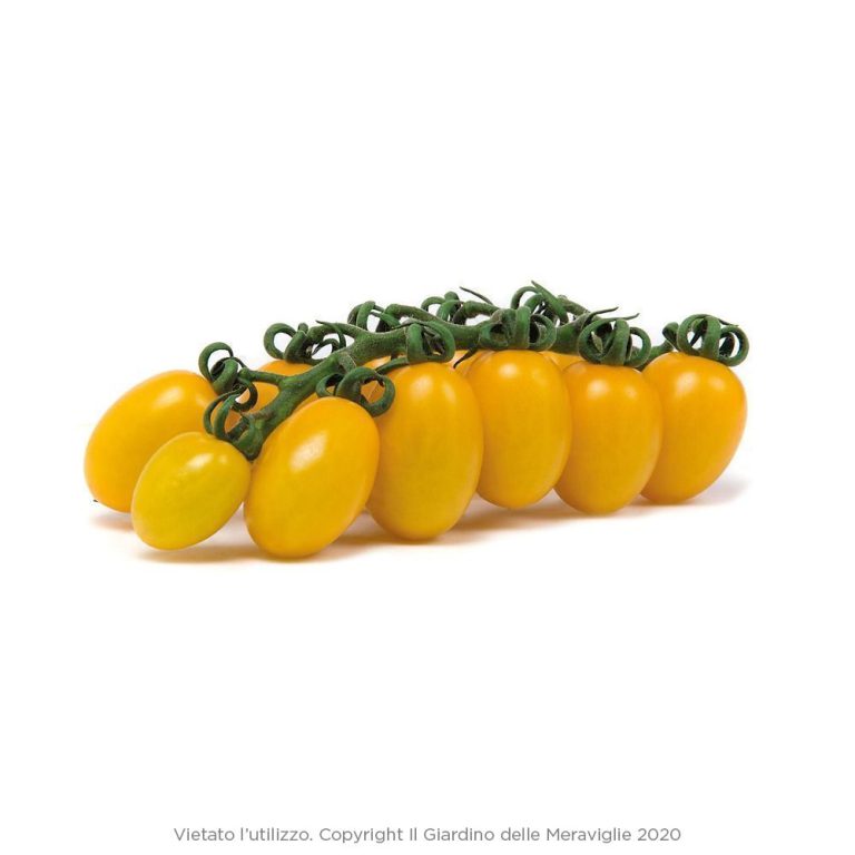 Pomodoro Ciliegino Giallo Bio 500gr